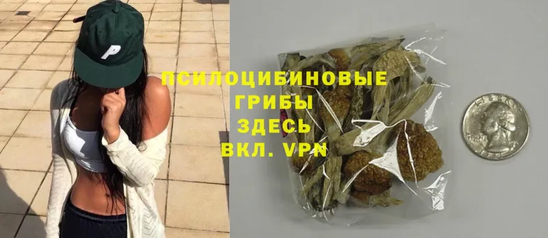 Галлюциногенные грибы Psilocybe  Павловский Посад 